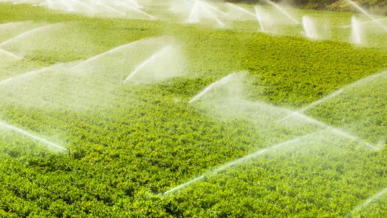 Rain drip irrigation