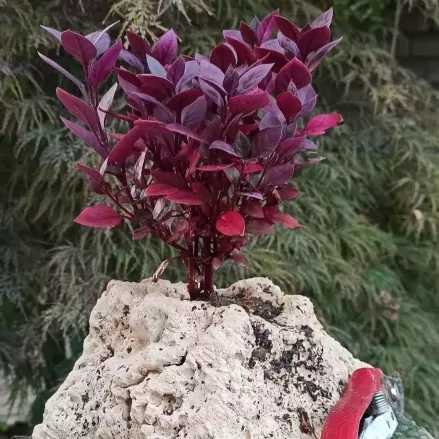 تولید و مشاوره و فروش انواع بونسای زندی در مازندران