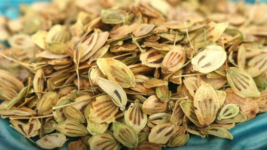 خواص و کاربرد «گلپر» در آشپزی