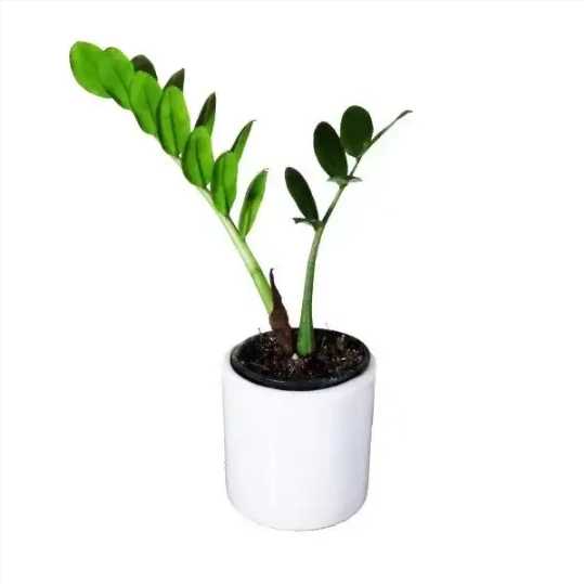 فروش انواع گل و گیاه
