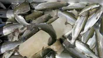 The difference between tropical and subtropical fish