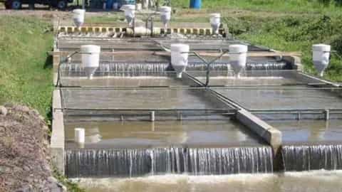 A look at fish breeding and the duties and work of a fish breeder in Iran