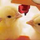 Buying and selling Pars Poultry poultry equipment