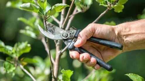 فواید هرس برای گیاهان و درختان
