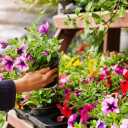 Ehsan Classic flower shop in Urmia