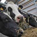 Zero to one hundred farmer livestock services in Mashhad