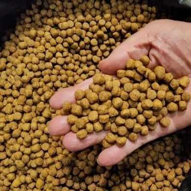 غذای ماهی رجایی
