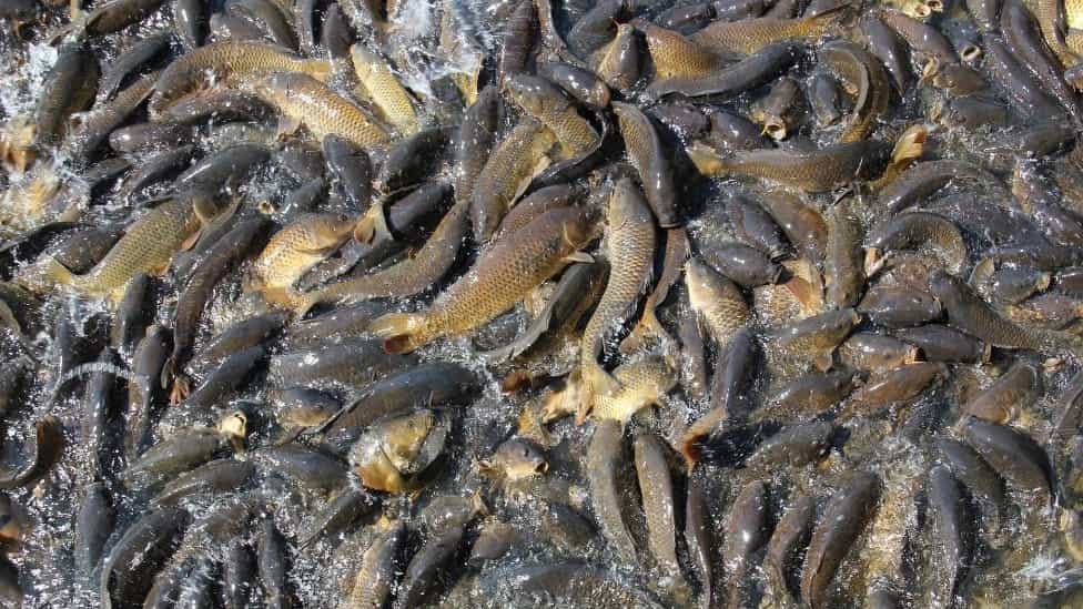 Nutritional factors effective in salmon growth