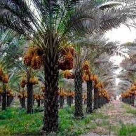 نخلستان خرمای پیارم آروین