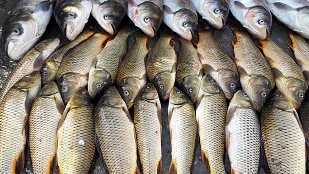 Food production for warm-water carp, Phytofak and Danso bighead fish in Tehran