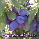Nobahar Jafarmirzai nursery and garden in Miandoab