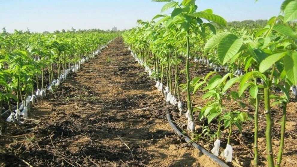 اصول کوددهی درختان و انواع آن