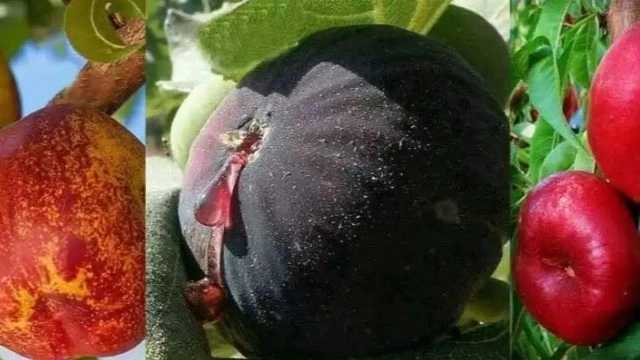 Her türlü fidan üreticisi, Miandoab'daki Mühendis Bawqer Fidanlığı