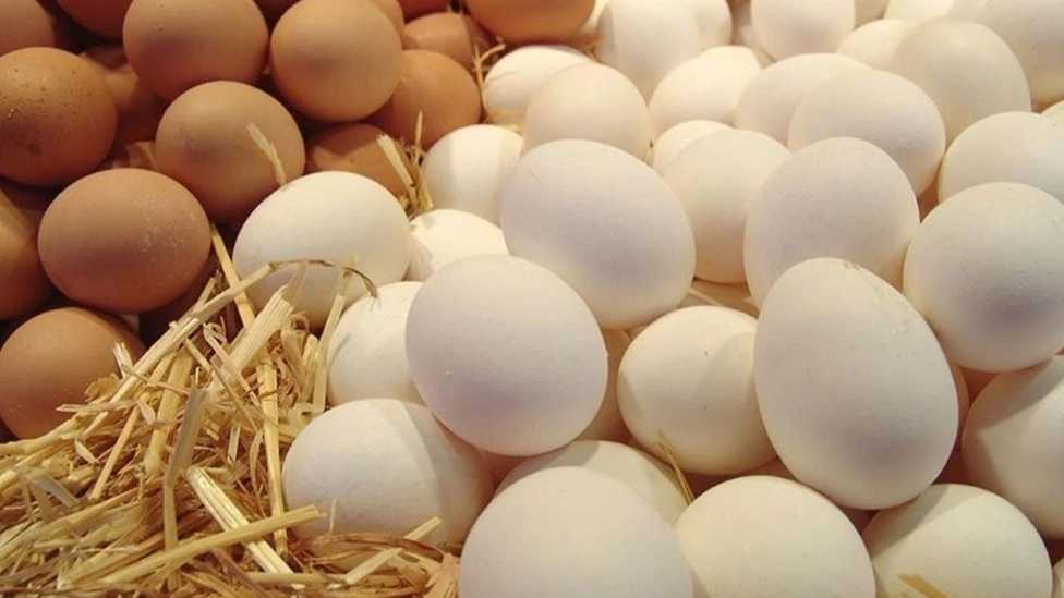 Mazandaran'da Sharifzadeh yumurtalarının üretimi ve satışı