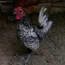 Production of cleaning saberit eggs in Kashmer, Khorasan, Razavi