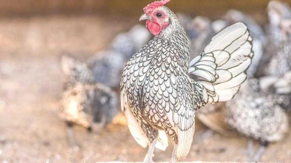 إنتاج بيض الصابريت النظيف في كشمير، خراسان، رضوي