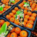 Buying and selling export of fruits and citrus fruits, sorting agricultural products, Asdalahi trading in Mazandaran
