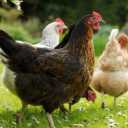 Wholesale sale of Brahma Faizi chickens and roosters in Gilan