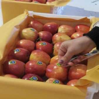 فروش و صادرات انواع سیب درختی محمدی