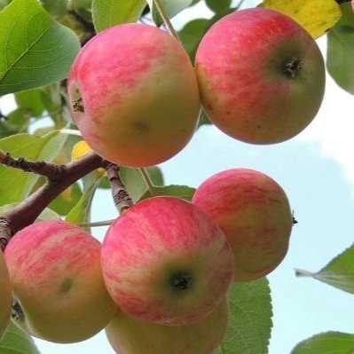 فروش و صادرات انواع سیب درختی محمدی