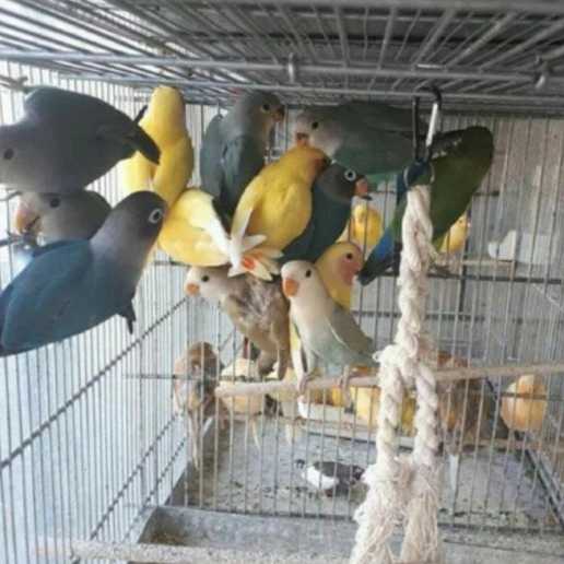 حیوانات خانگی شمس