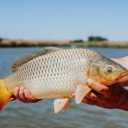 Buying and selling all kinds of hot fish, Amur carp, Phytofag Farrokhzad, in Behshahr, Mazandaran