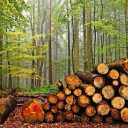 Buying and selling forest fir wood, blue walnut, Kabiri in Gorgan