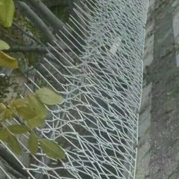 حفاظ شاخ گوزنی
