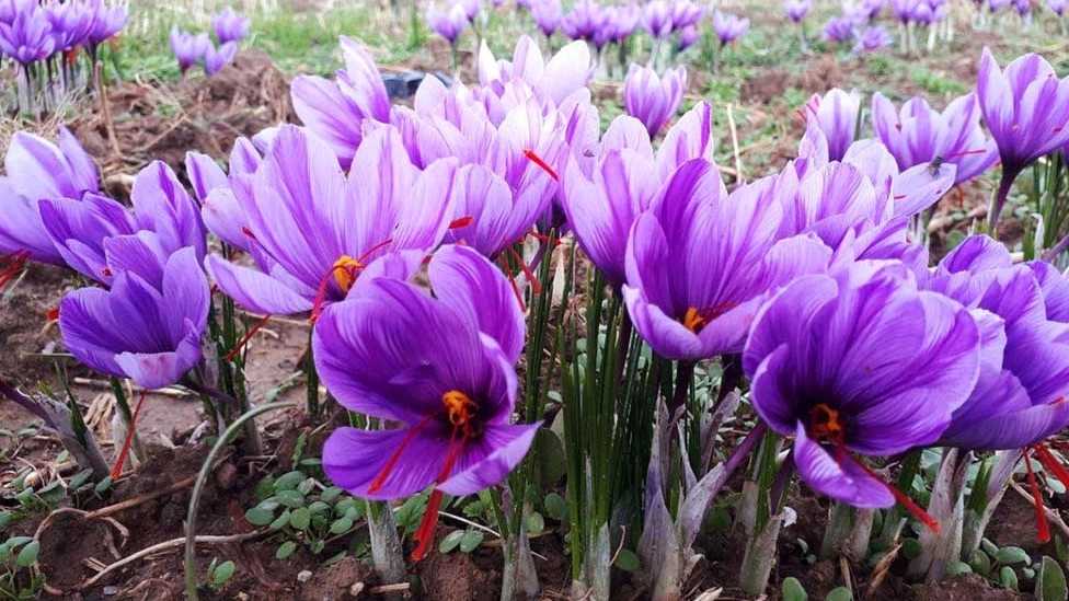 Trade and export and sale of Ahmadi saffron in Tehran