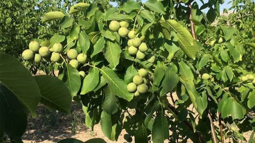 Walnut tree irrigation guide