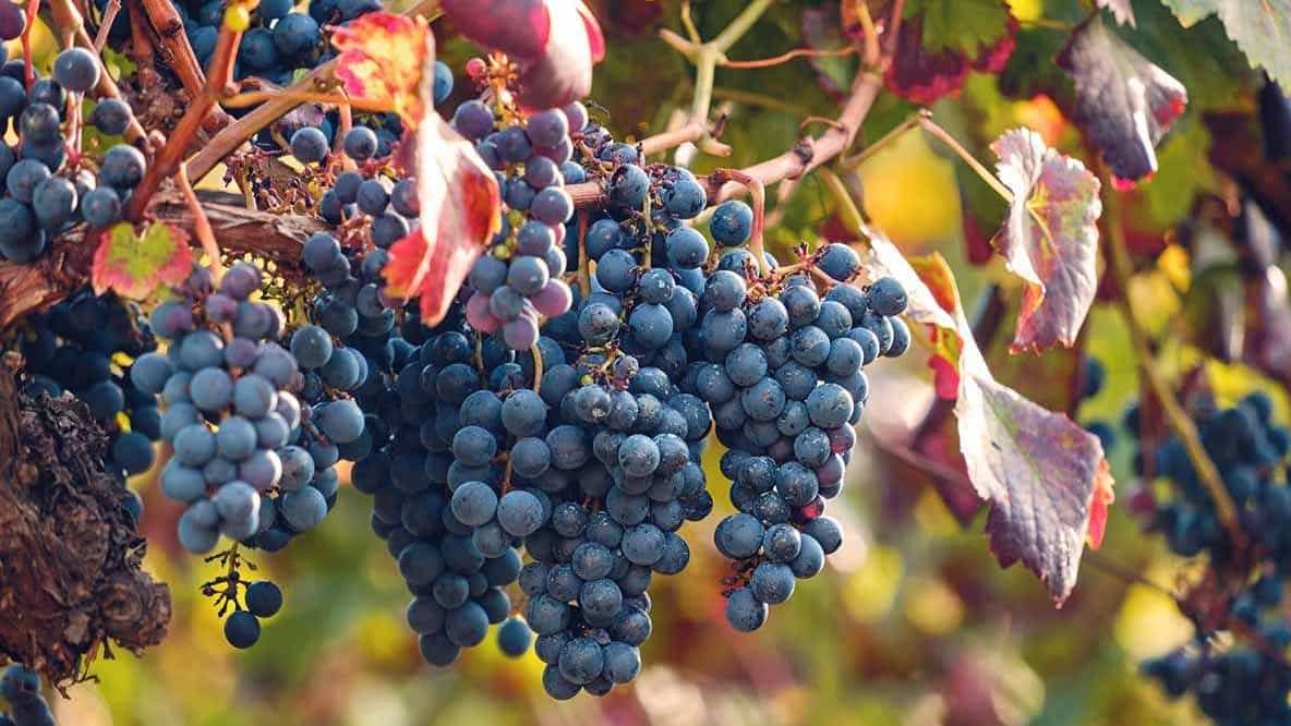 Fruiting the vine