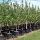 Bashirzadeh nursery in Tabriz