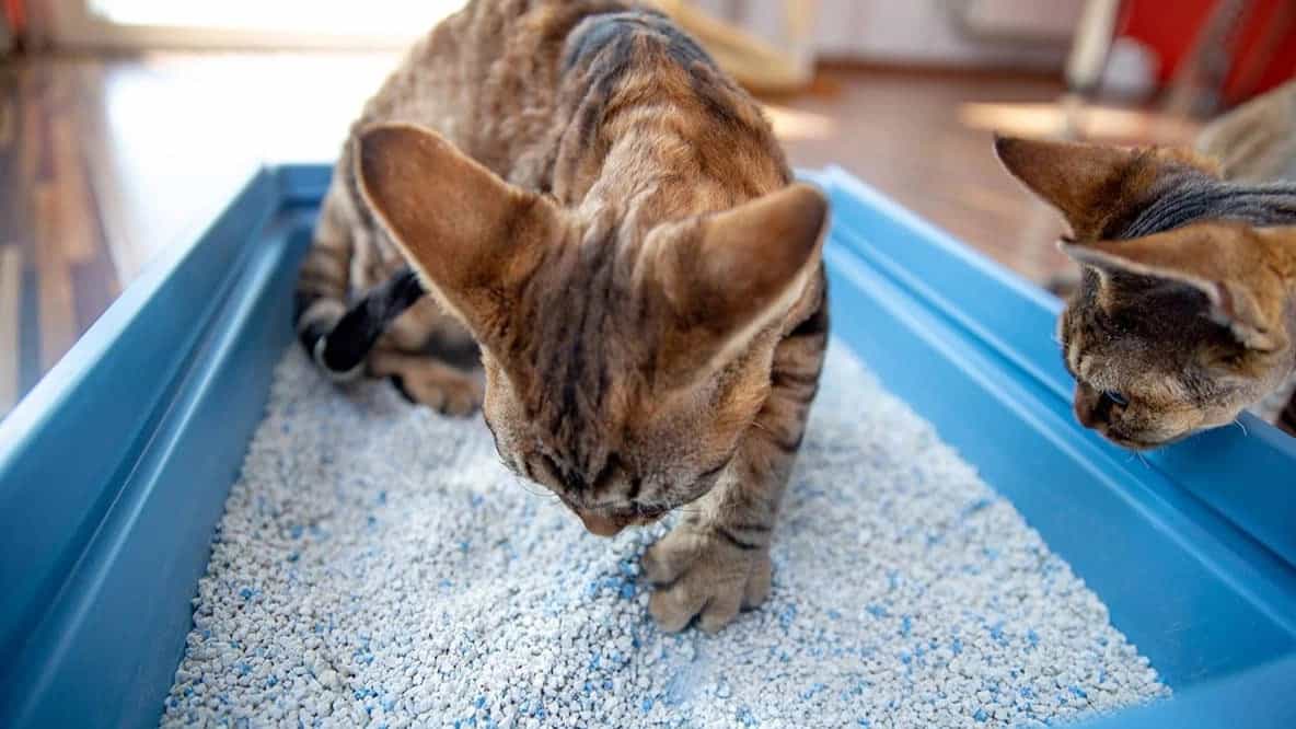 How to Train Your Cat: Basic Training