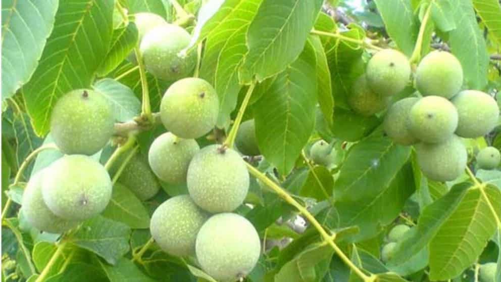 نقاط مهمة في شراء وزراعة شتلات الجوز