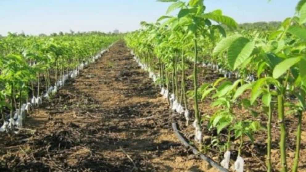 أنواع طرق ري الجوز