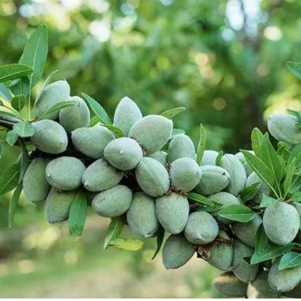 نهال بادام