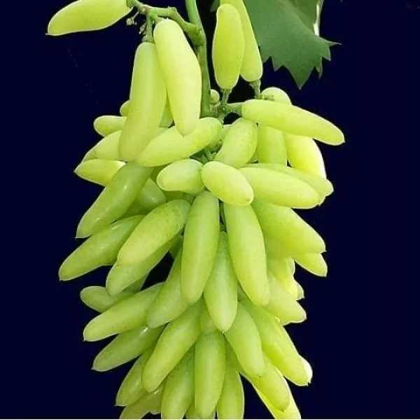 انگور