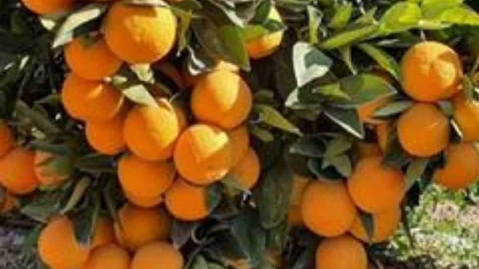 ‼️نصائح ضرورية لزراعة أشجار الحمضيات‼️