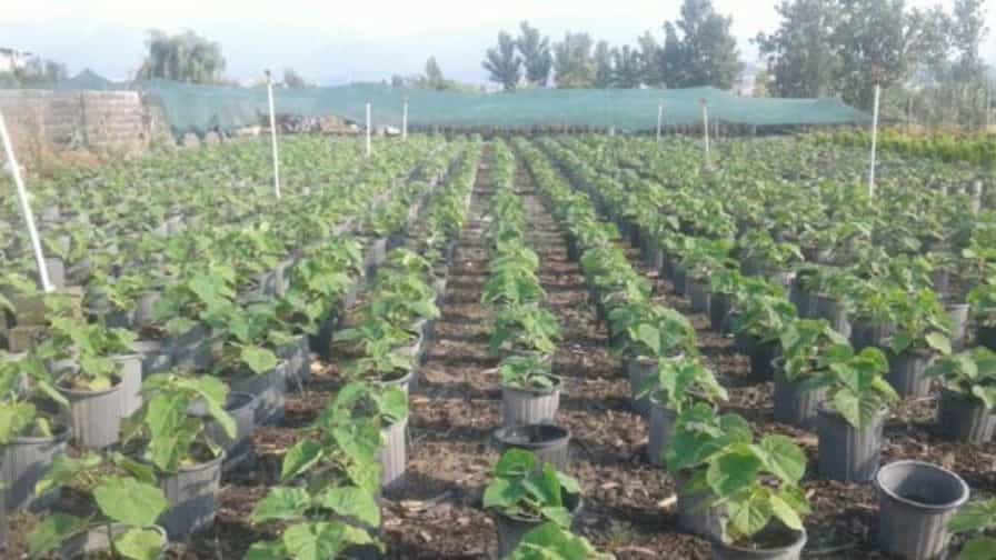 پرورش گل وگیاه نهال گستر در گلستان