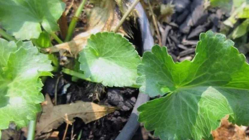 سبزی چوچاق در چه غذاهایی استفاده می شود؟
