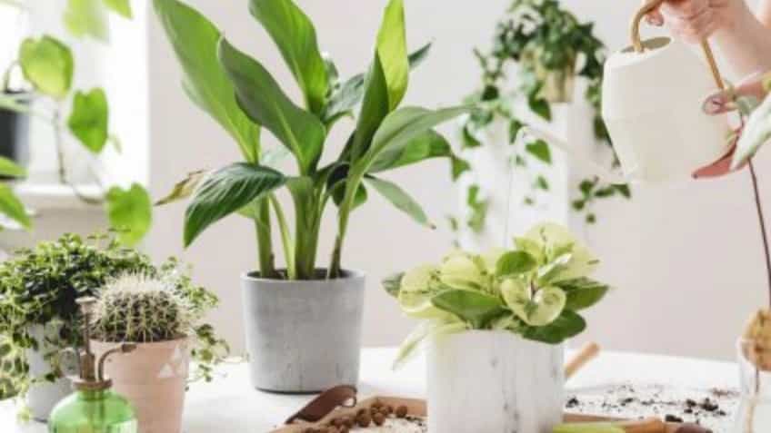 Basic tips on caring for plants