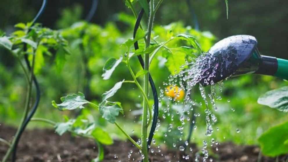 How to water newly planted seedlings