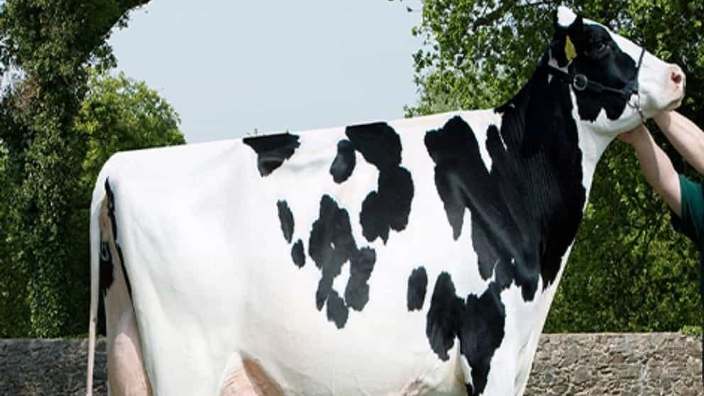 Etiology of cattle (Holstein cattle)