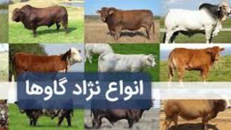 بيع أبقار سيمينتال هولشتاين ميكائيل كومي المهجنة والعجول في تركمان بندر