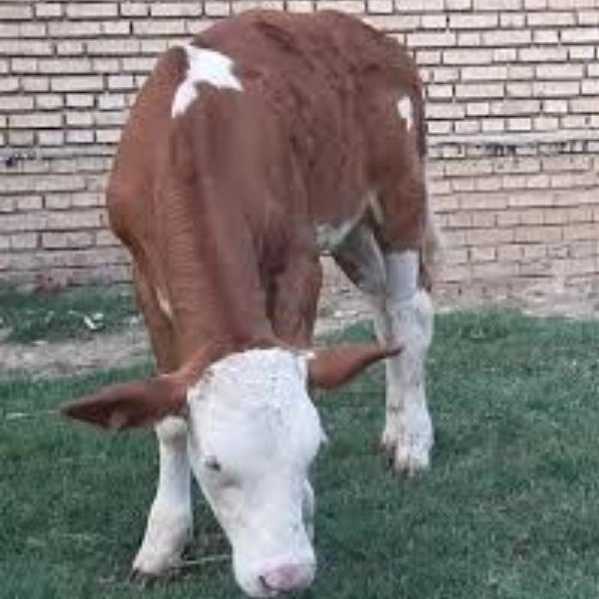 فروش گاو وگوساله سیمینتال هولشتاین دورگه میکاییل کمی در بندر ترکمن