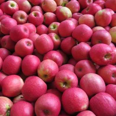 میوه جات بدوی