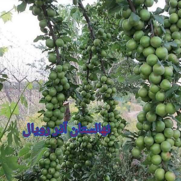 نهالستان