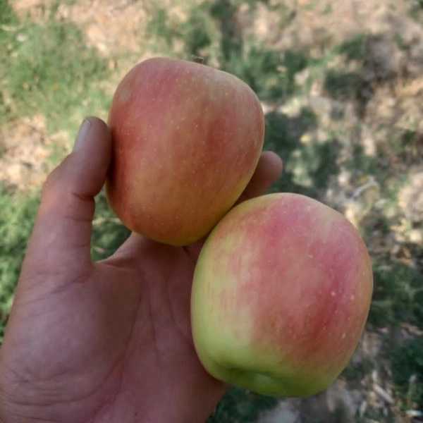 نهالستان