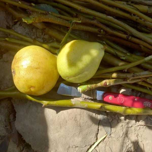 نهالستان