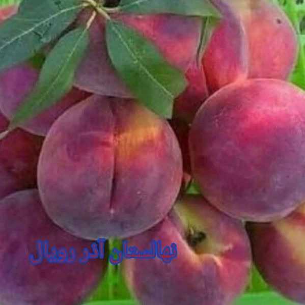 نهالستان